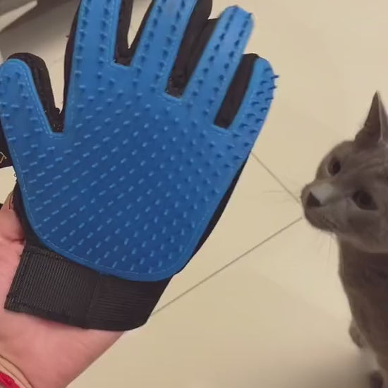 Guante cepillo en uso con un gato — Bark & Pet Chile