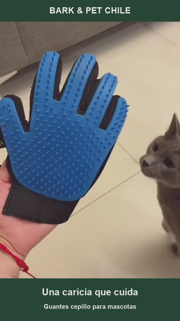 Guante cepillo en uso con un gato — Bark & Pet Chile